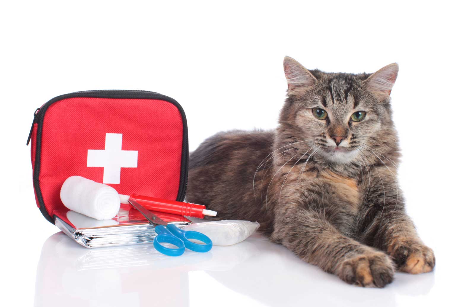 First Aid for Dogs and Cats